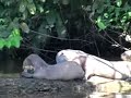 MANU NATIONAL PARK -GIANT OTTERS MANU NATIONAL PARK -GIANT OTTERS