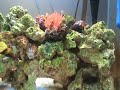 Nano de 60 cms, com pouco tempo de funcionamentoMoreia mirictis(Myrichthys ocelatus)Centropyge Aurantonotus 