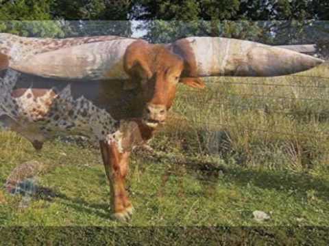 Watusi Cattle World Record Horn