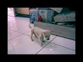 Click here to watch this video Snowy di walking ranjang