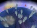 videos de Water Spouts in Spore