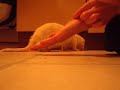 training a ferret to give a paw 4