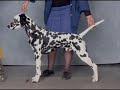 dalmation puppy
