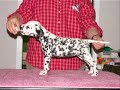 Dalmation slid show Dalmation slid show