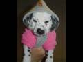 Dalmation slid show
