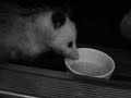 Dinner Guest Dinner Guest