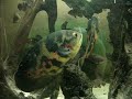 Astronotus occelatus, 6 Monate alt, 6-8 cm