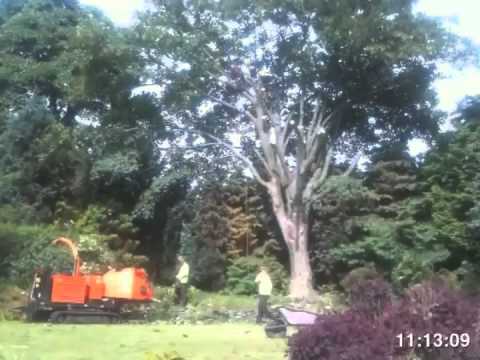 how to grow sycamore