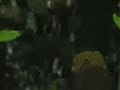1ª puesta escalares