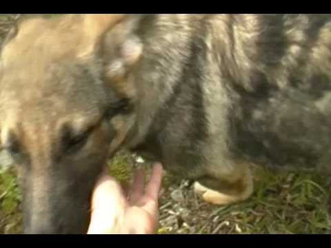 Black Diamonds Miss Super Girl Silver Sable Female Puppy