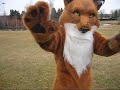 JAXS VIDEO #3!FOX CHASES GEESE!