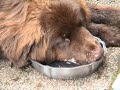 Newfie and its cup of water