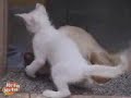 come cane e gatto
