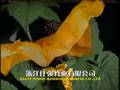 videos de Chinese Mulberry Flooring 中国第一家桑枝地板