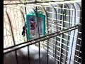 The bird returns on a summer day