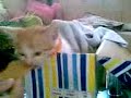 Houdini/Robber Cat the Kitty!!!