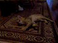 clive the F1 chausie