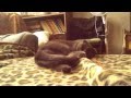 Cat's Nap Is Suddenly Interrupted