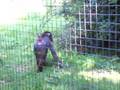 Mandrills (Monkeys) Paighton zoo, Devon 250807