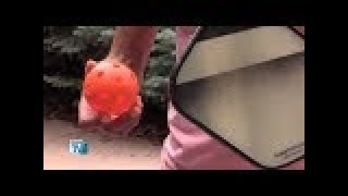 What's the Big 'Dill' with Pickleball? What's the Big 'Dill' with Pickleball?