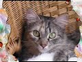 I miei gattini