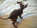Sphynx kittens
