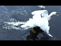 Swans on the Bay