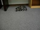 Kitten Playing
