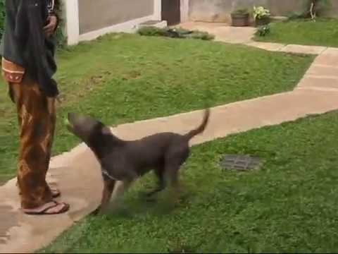 pitbull i doberman