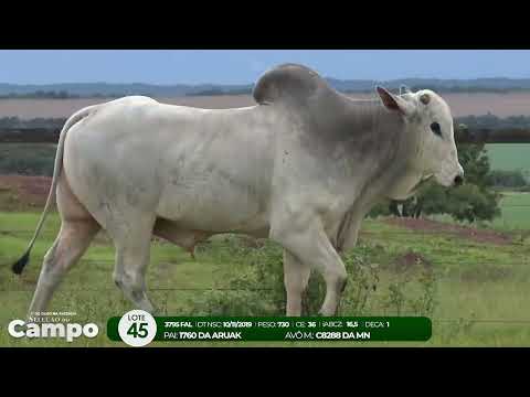 1 De Olho na Fazenda SELEO DO CAMPO