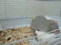 Kamasutra of rats 