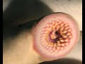 Lampreas: vampiros acu�ticos