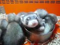 HURON BABY (Mustela Furo)