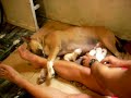 los hijos de mi bull terier