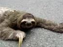 Sloth Crossing The Road - animals, costa rica, cute, sloth, slow, weird