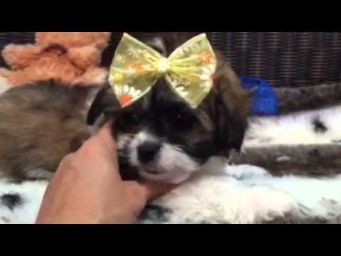 Absolutely Adorable, Teddy Bear Face Female Malshi