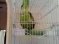 videos de Yellow Nape Parrot