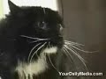 pratende katten,erg grappig