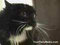 pratende katten,erg grappig