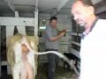 Milking Elsie