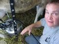 Milking Elsie