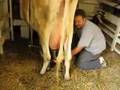 Milking Elsie