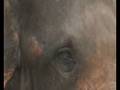 elephant.wmv