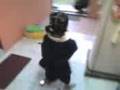 videos de CSA ken
