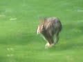 Wild rabbit behaviors Wild rabbit behaviors