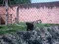 Dan�a do macaco