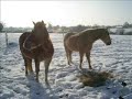 les chevaux dans la neige les chevaux dans la neige