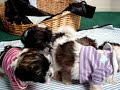 shih tzu puppies