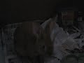 thumper thumper