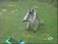 Funny Animals ( and people )